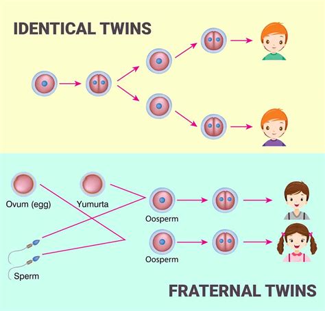 what are the odds of having fraternal twins|Chances of Having Twins: Identical and Fraternal .